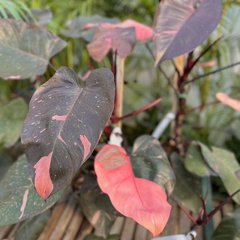 Philodendron Pink Princess