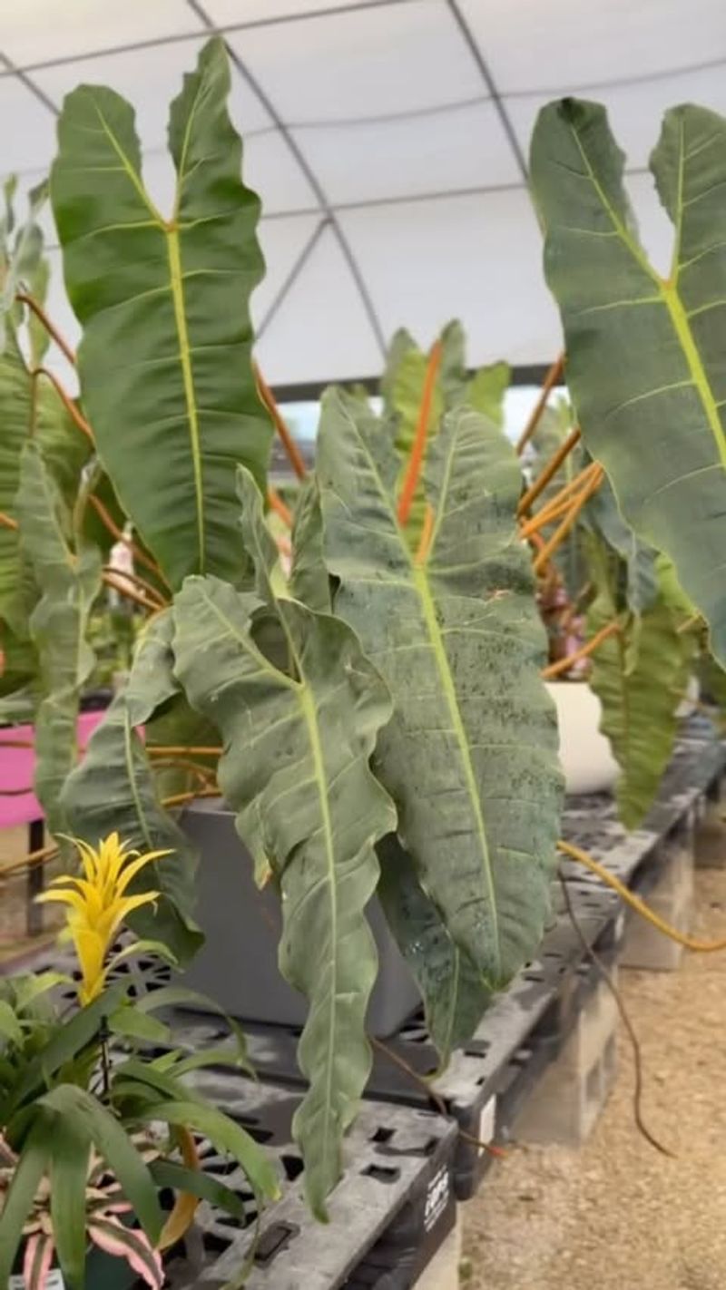 Philodendron Billietiae
