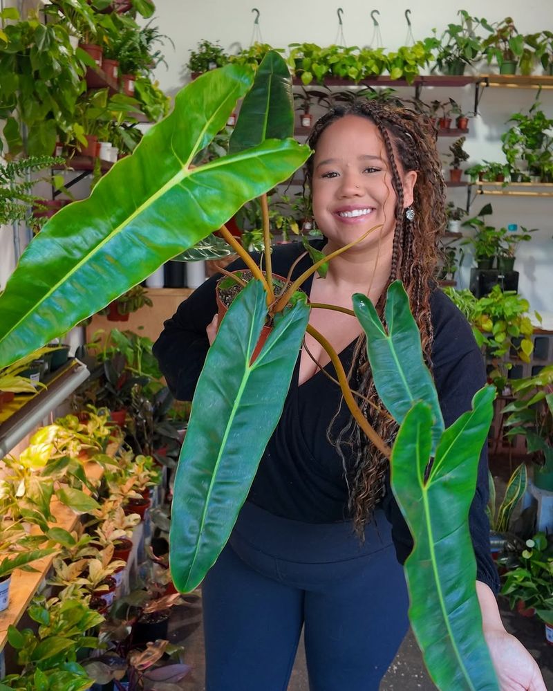 Philodendron Billietiae