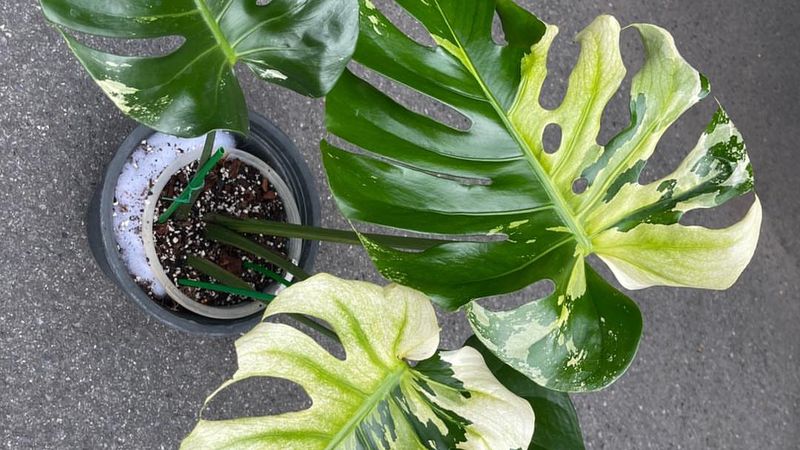Philodendron Mamei