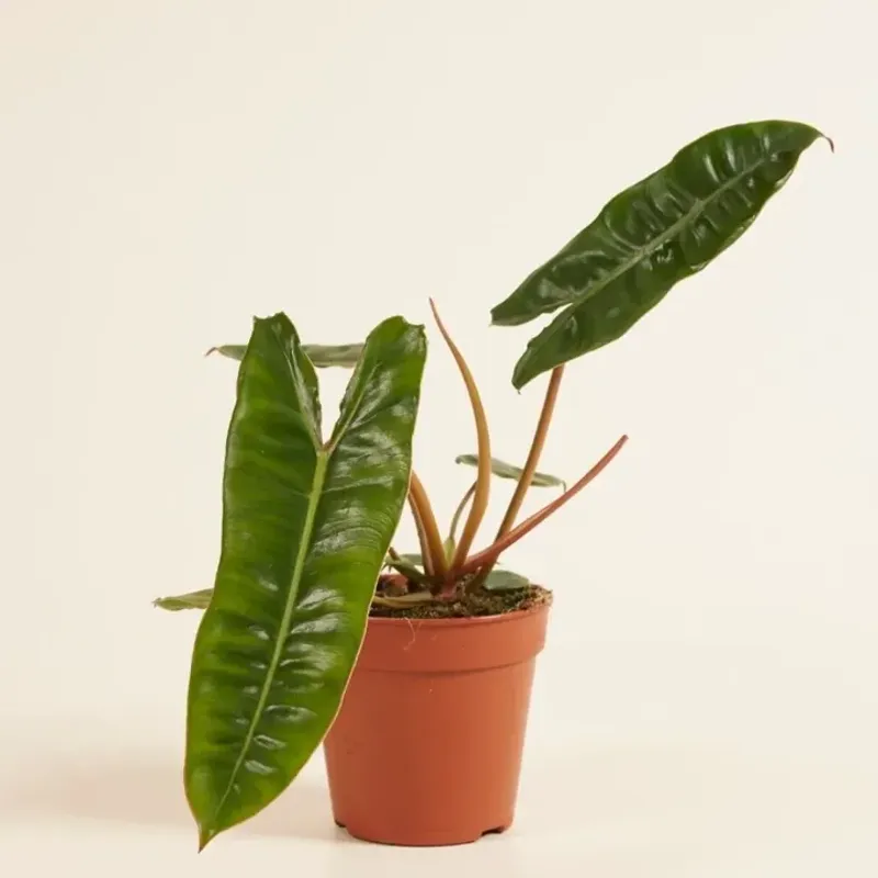 Philodendron Spiritus Sancti