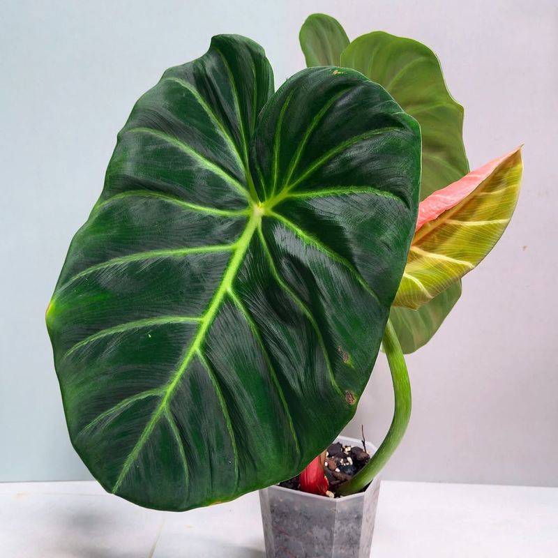 Philodendron Luxurians