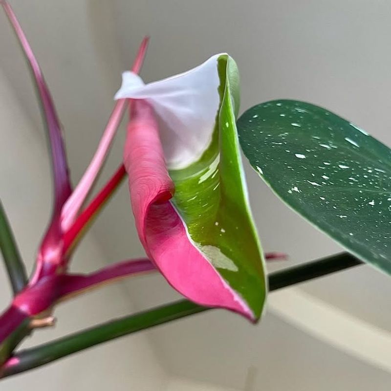 Philodendron White Princess