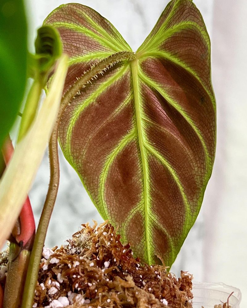 Philodendron Verrucosum