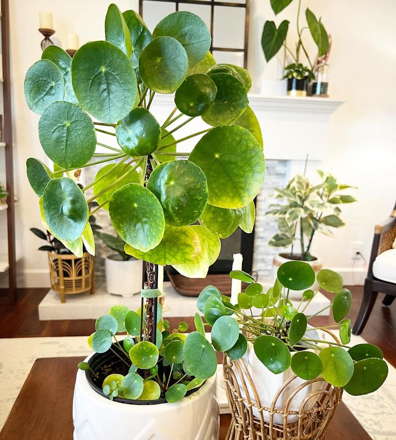 Pilea Peperomioides
