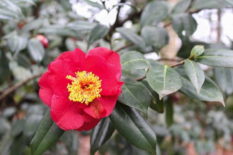 Accessible Paths Welcome All Visitors