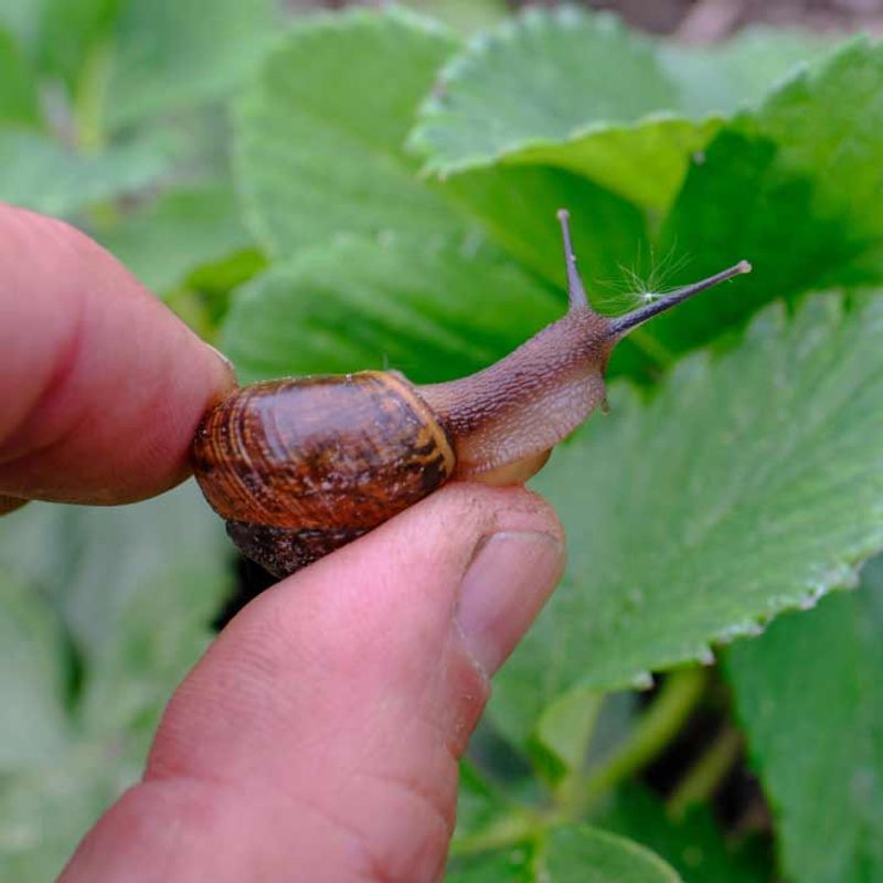 Handpicking Snails At Night Reduces Populations Dramatically