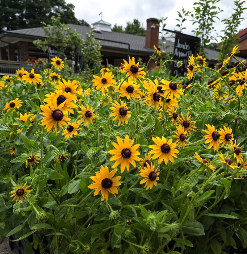 Scent Deterrents And Their Effectiveness