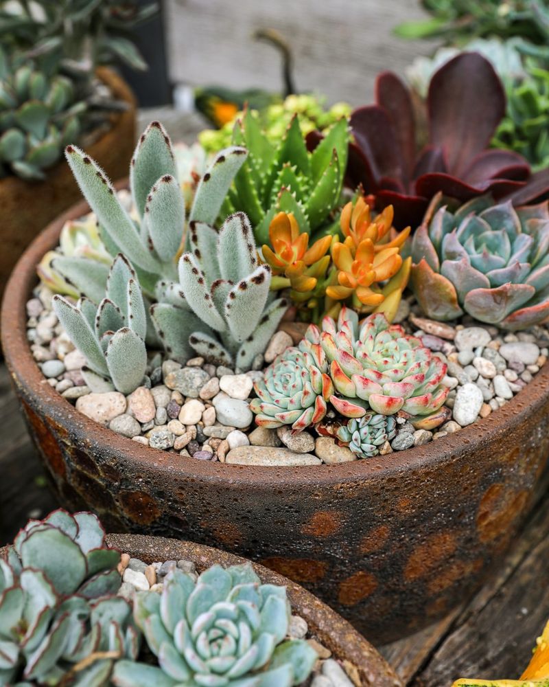 Match Succulents With Similar Water Needs