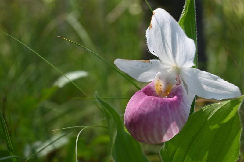 Protected Status Helps Preserve Maine's Native Biodiversity