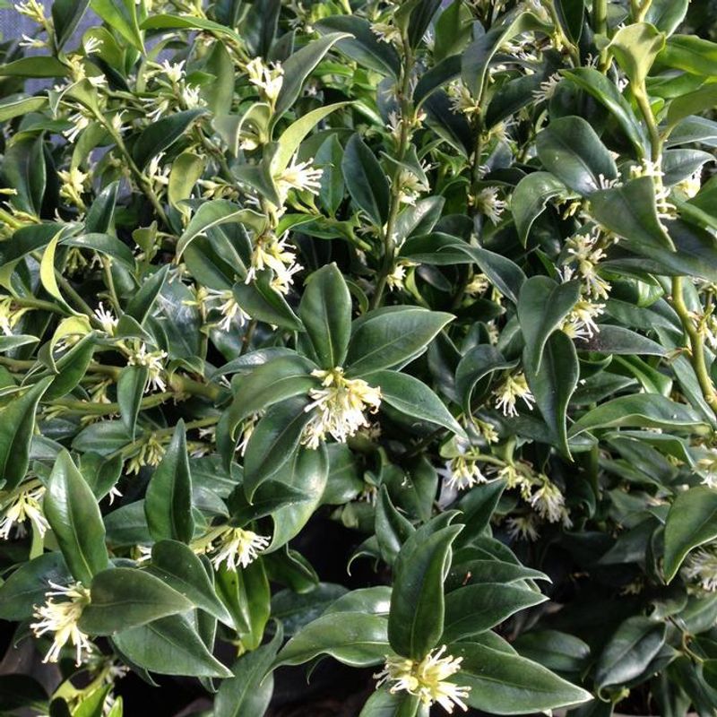 Sarcococca Hookeriana (Sweet Box)