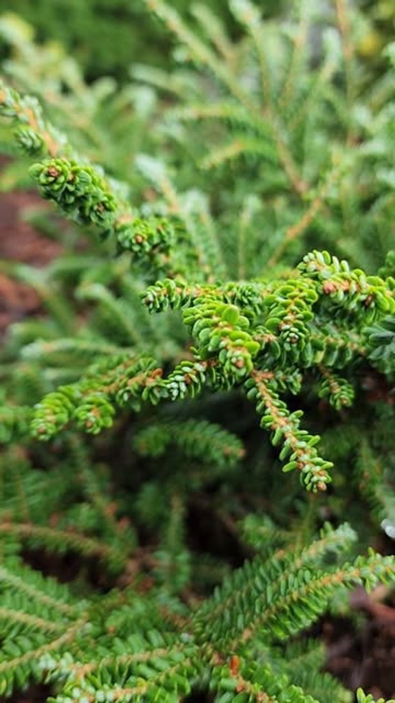 Canadian Hemlock (Tsuga canadensis)