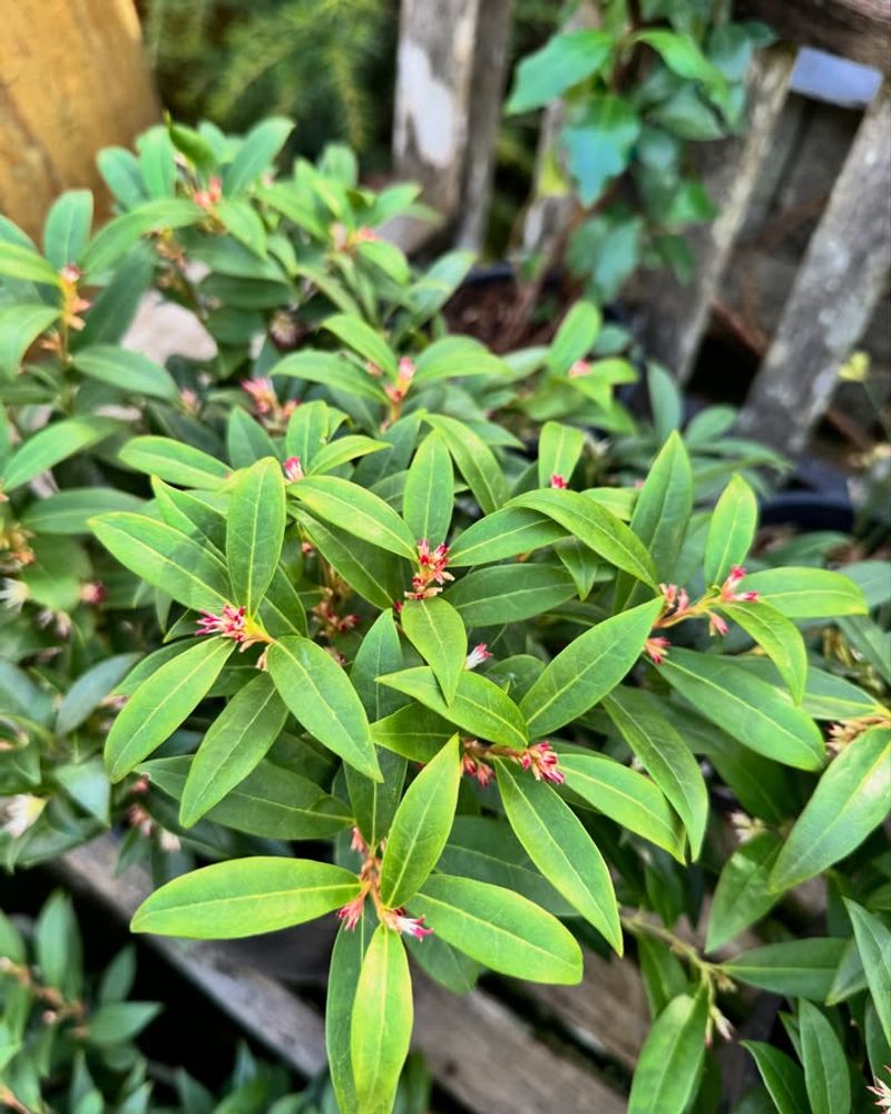 Sarcococca