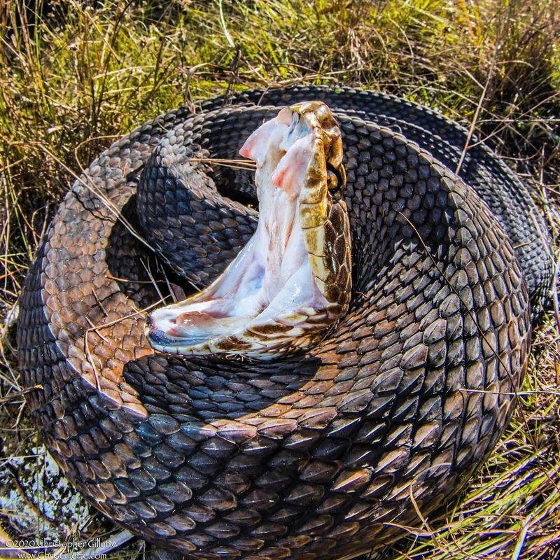 Cottonmouth / Water Moccasin (Agkistrodon Piscivorus)
