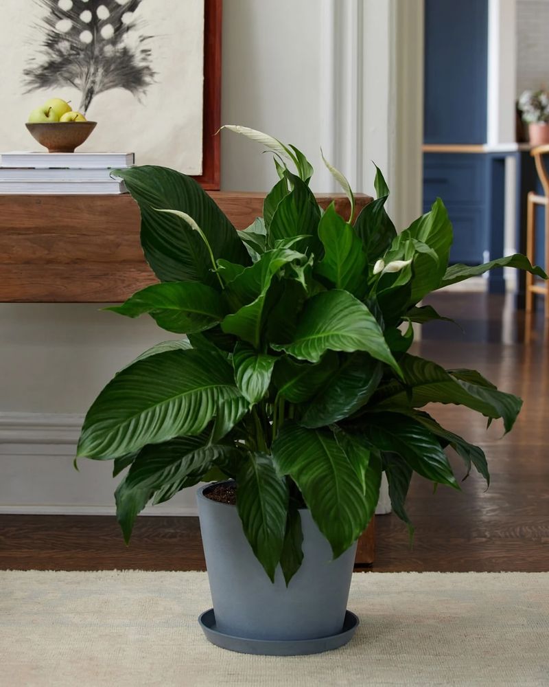Peace Lily