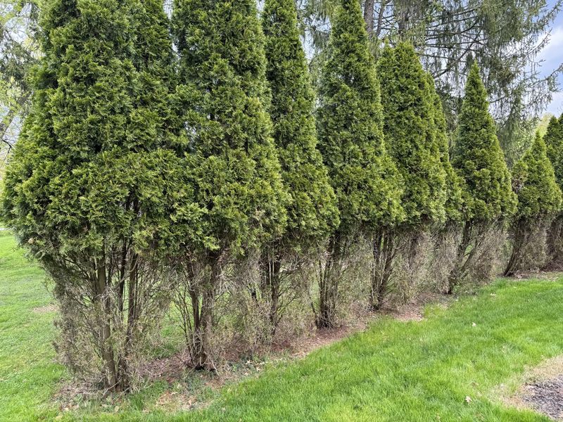 Applying Too Much Road Salt Near Evergreens