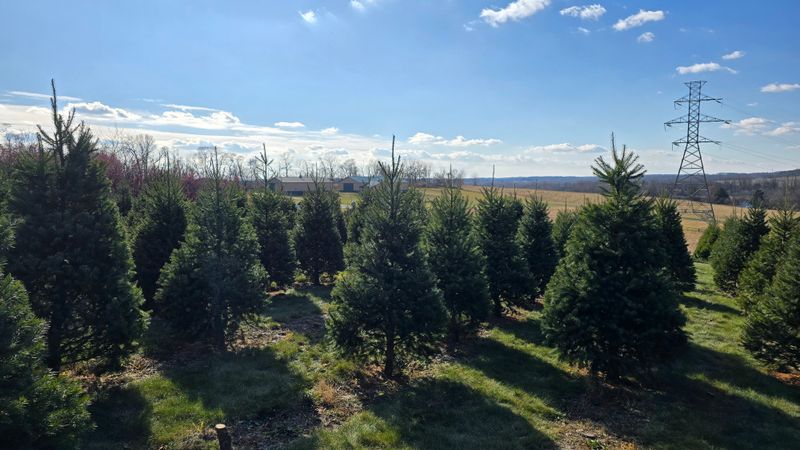 BJ's Tree Farm