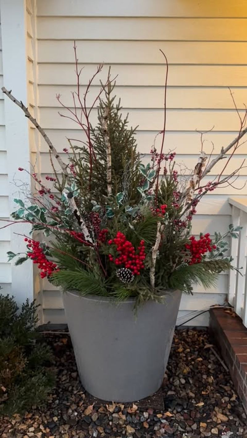 Red Dogwood Branch Displays