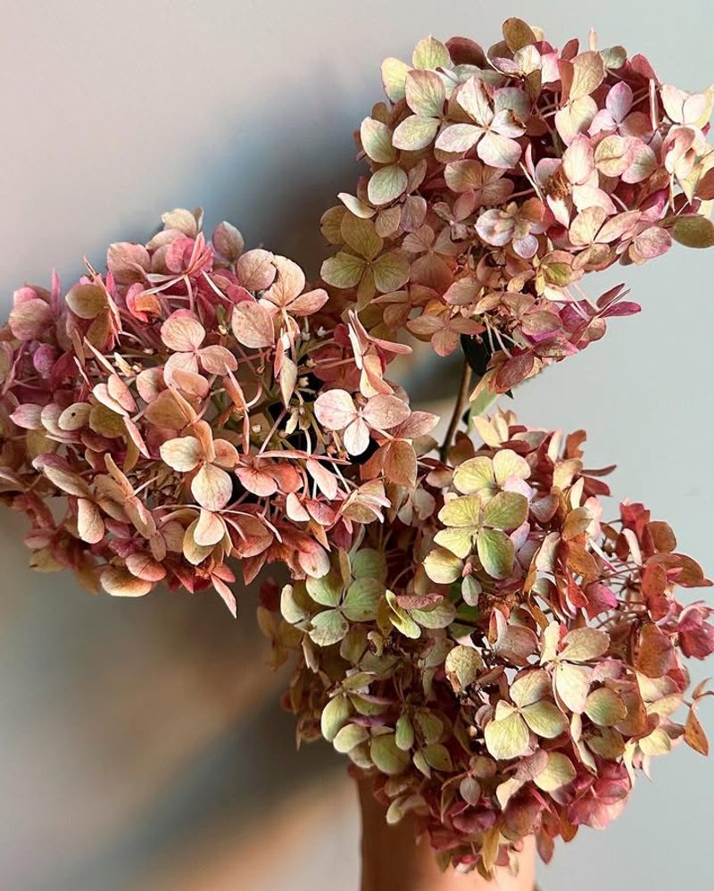 Dried Hydrangea Blooms