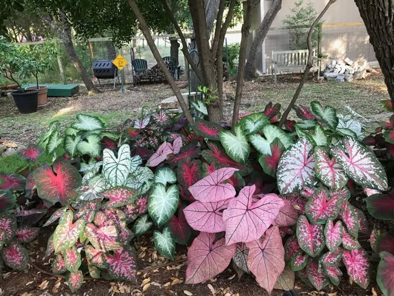 Pink Caladium
