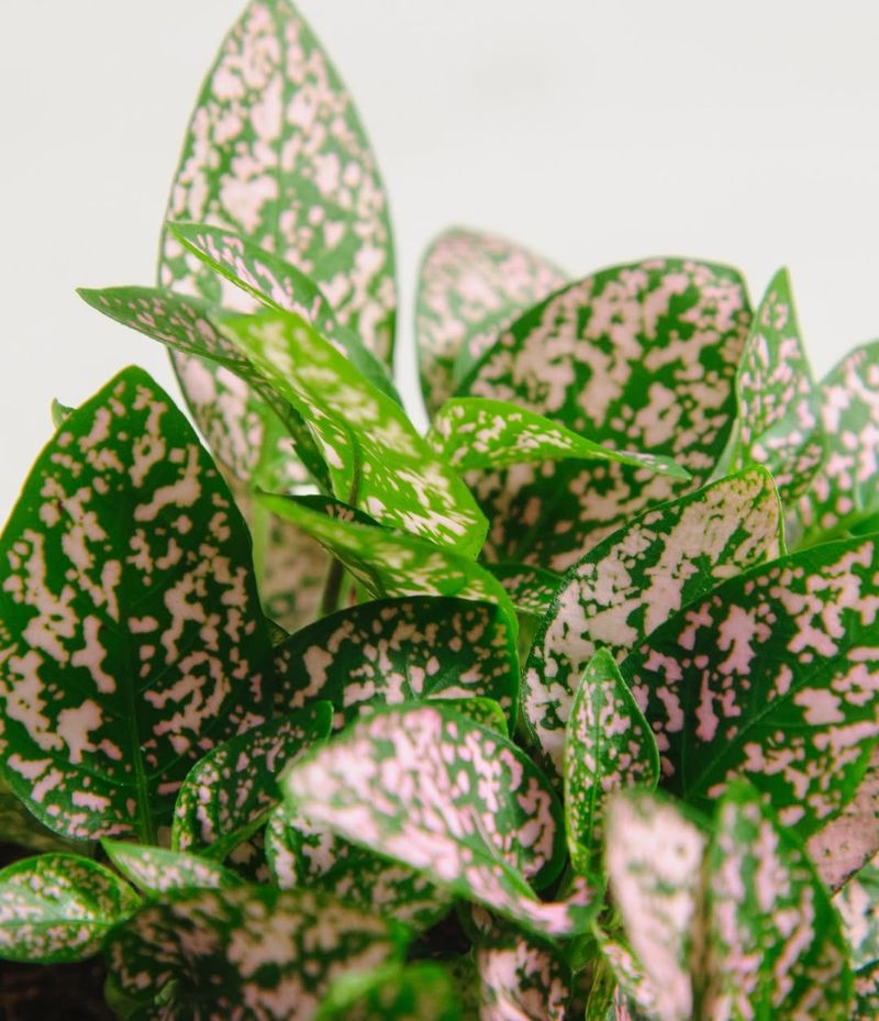 Pink Polka Dot Plant
