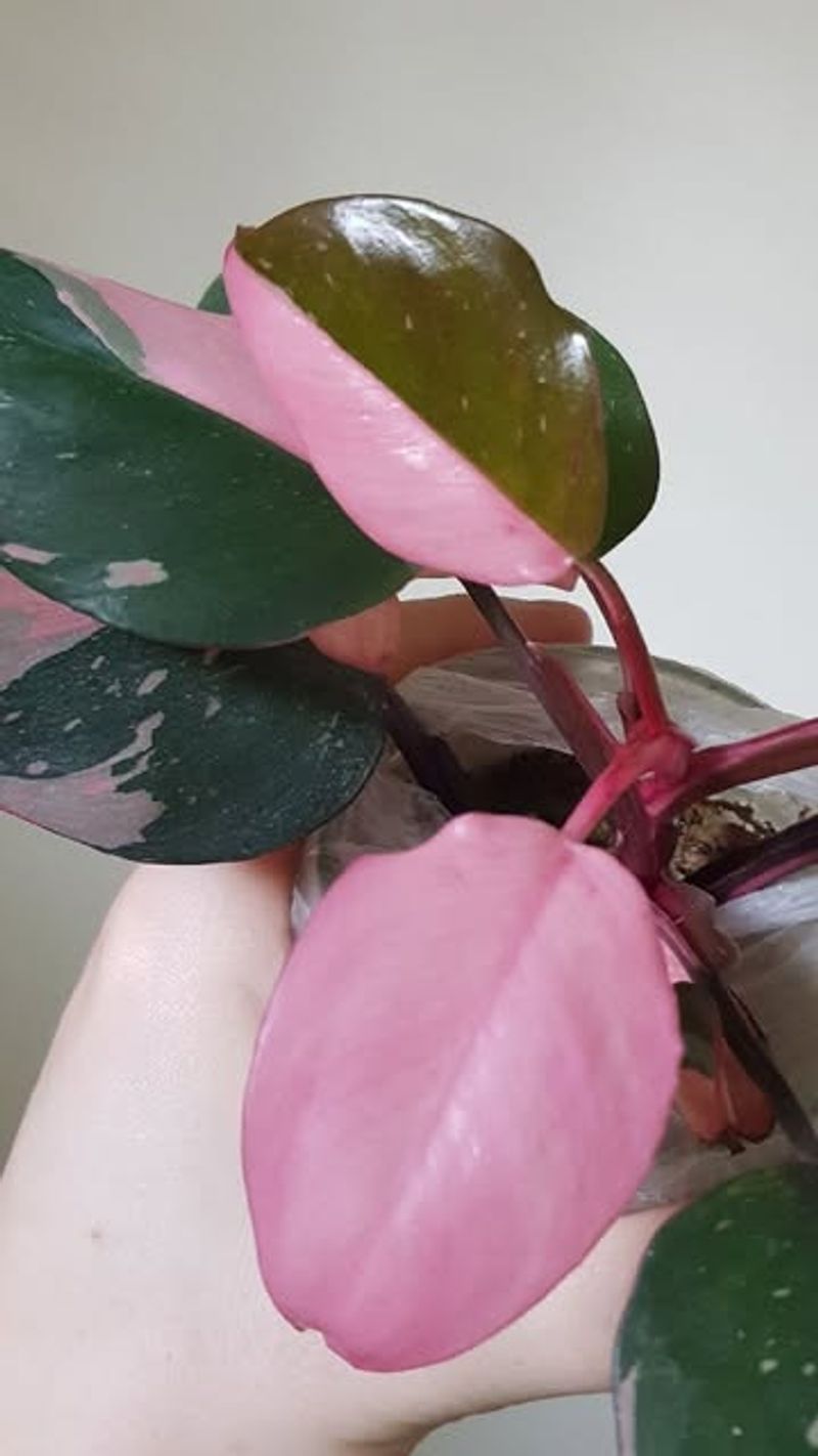 Philodendron 'Pink Congo' Cuttings