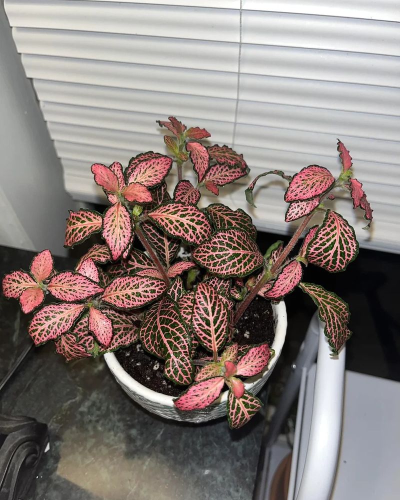 Fittonia Pink