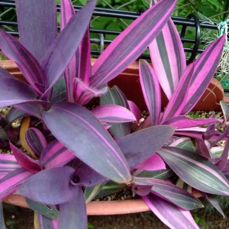 Tradescantia Pallida 'Pink Stripe' Forms