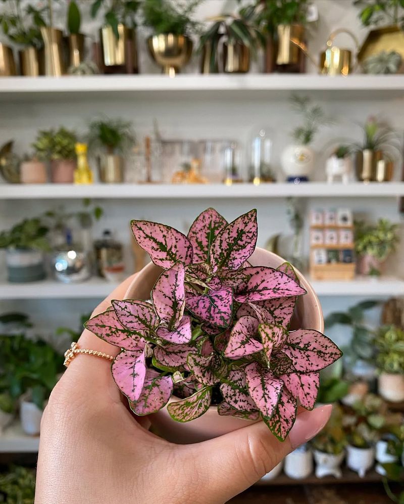 Pink Polka Dot Plant