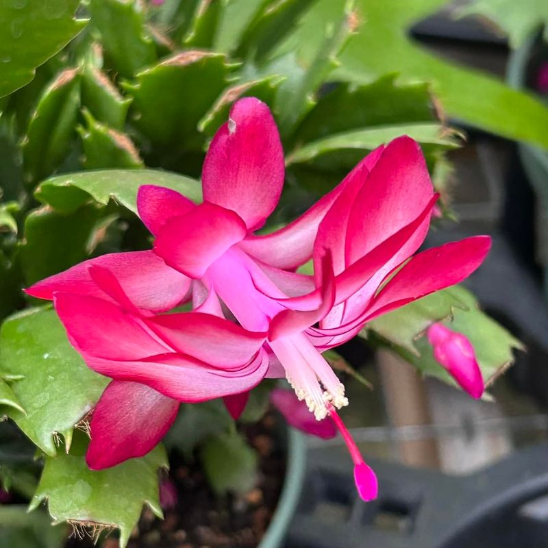 Magenta And Fuchsia Christmas Cactus