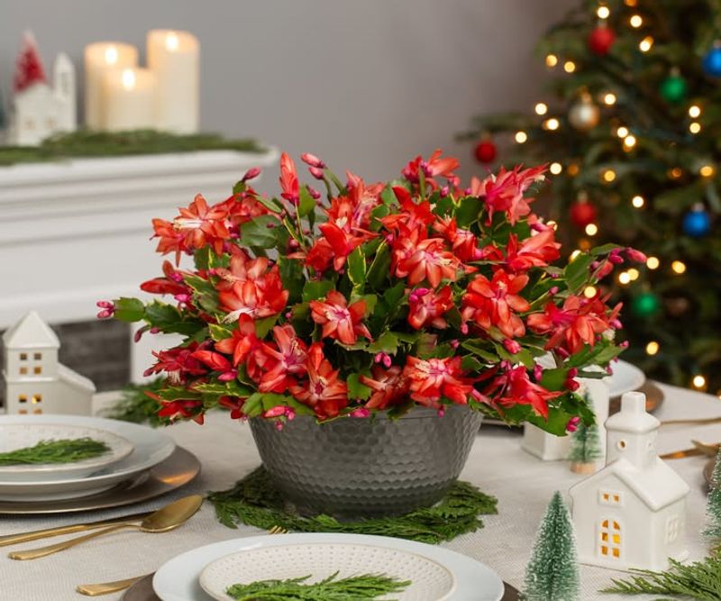 Red Christmas Cactus Varieties