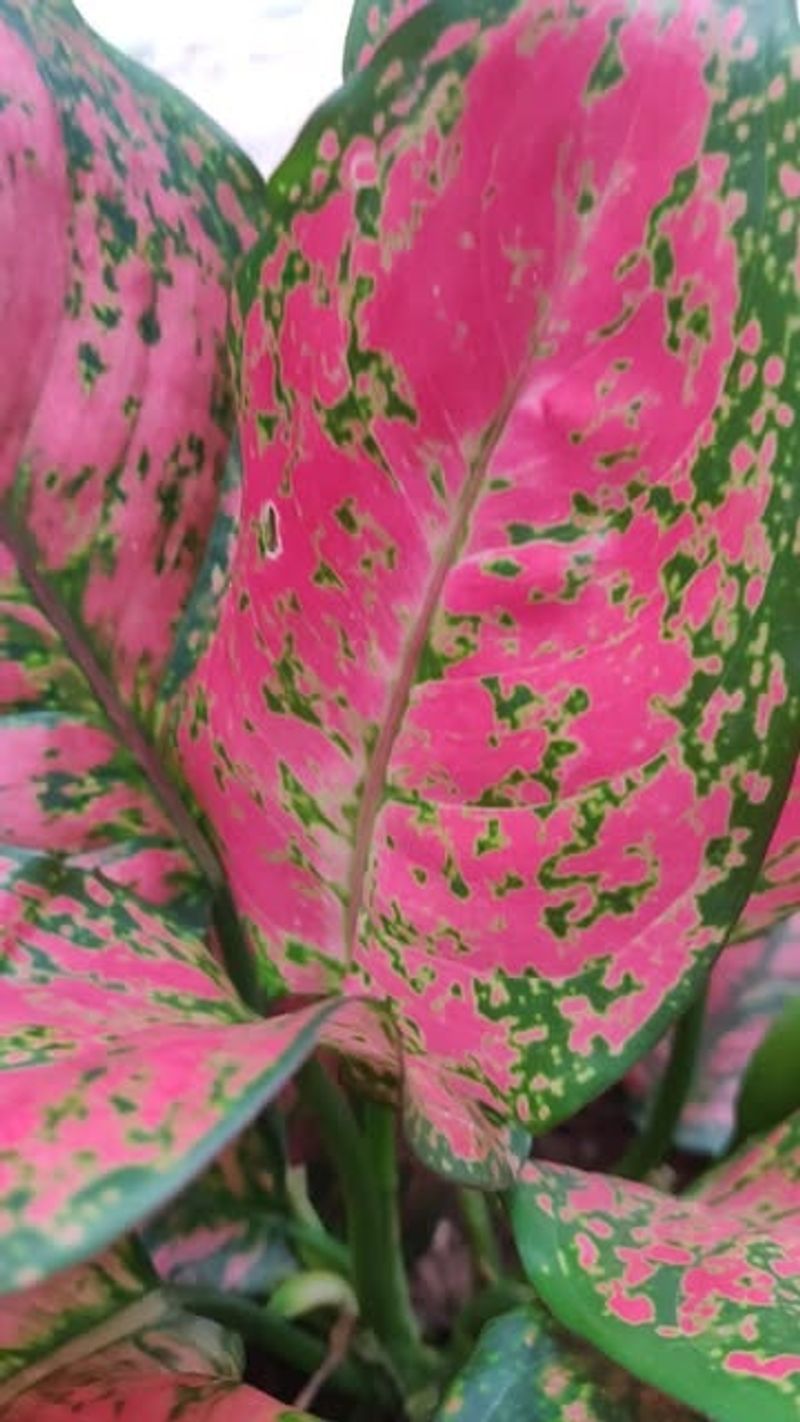Pink Aglaonema (Chinese Evergreen Varieties)