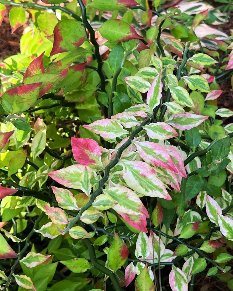 Pink Aluminum Plant