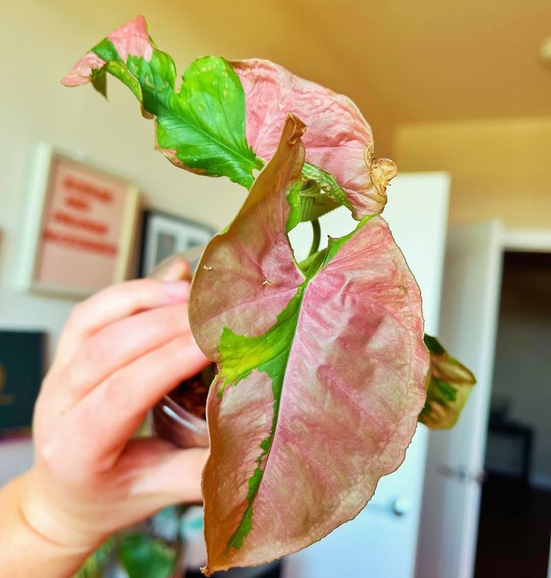 Pink Syngonium (Syngonium Podophyllum 'Neon' Or 'Pink Allusion')