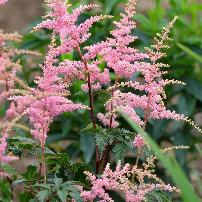 Soft Pink Flowers For Shady Yards