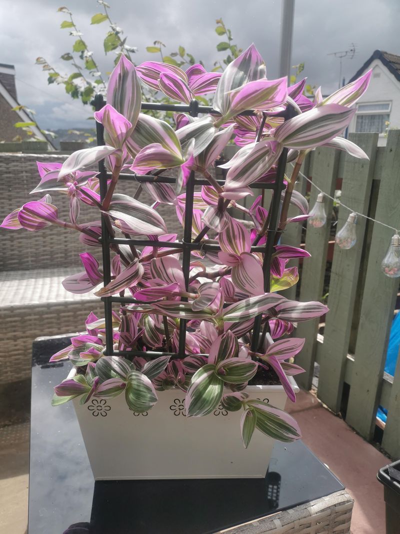 Pink Tradescantia