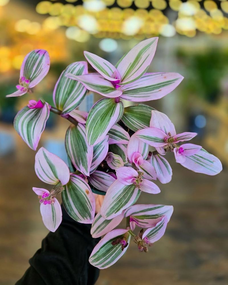 Tradescantia Nanouk