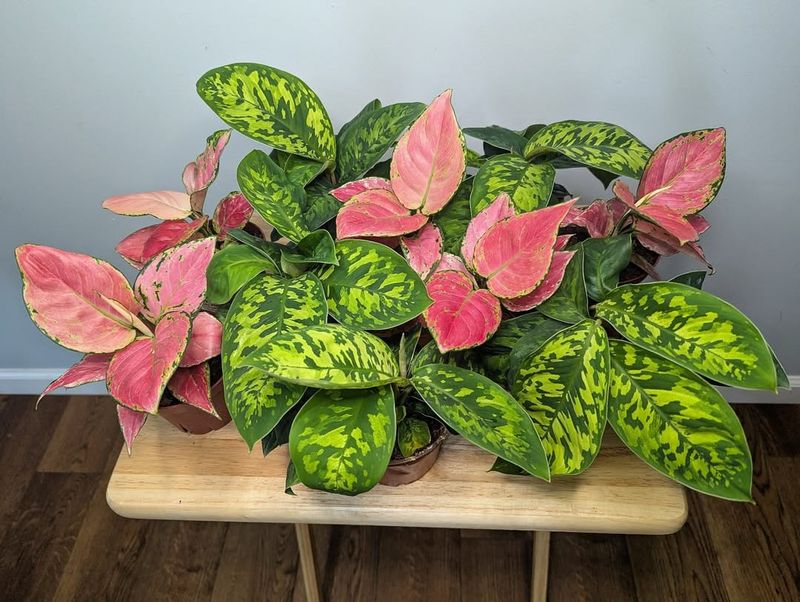 Pink Aglaonema