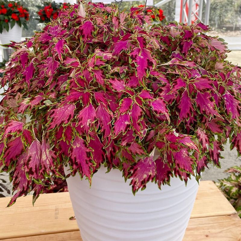 Pink Coleus Varieties
