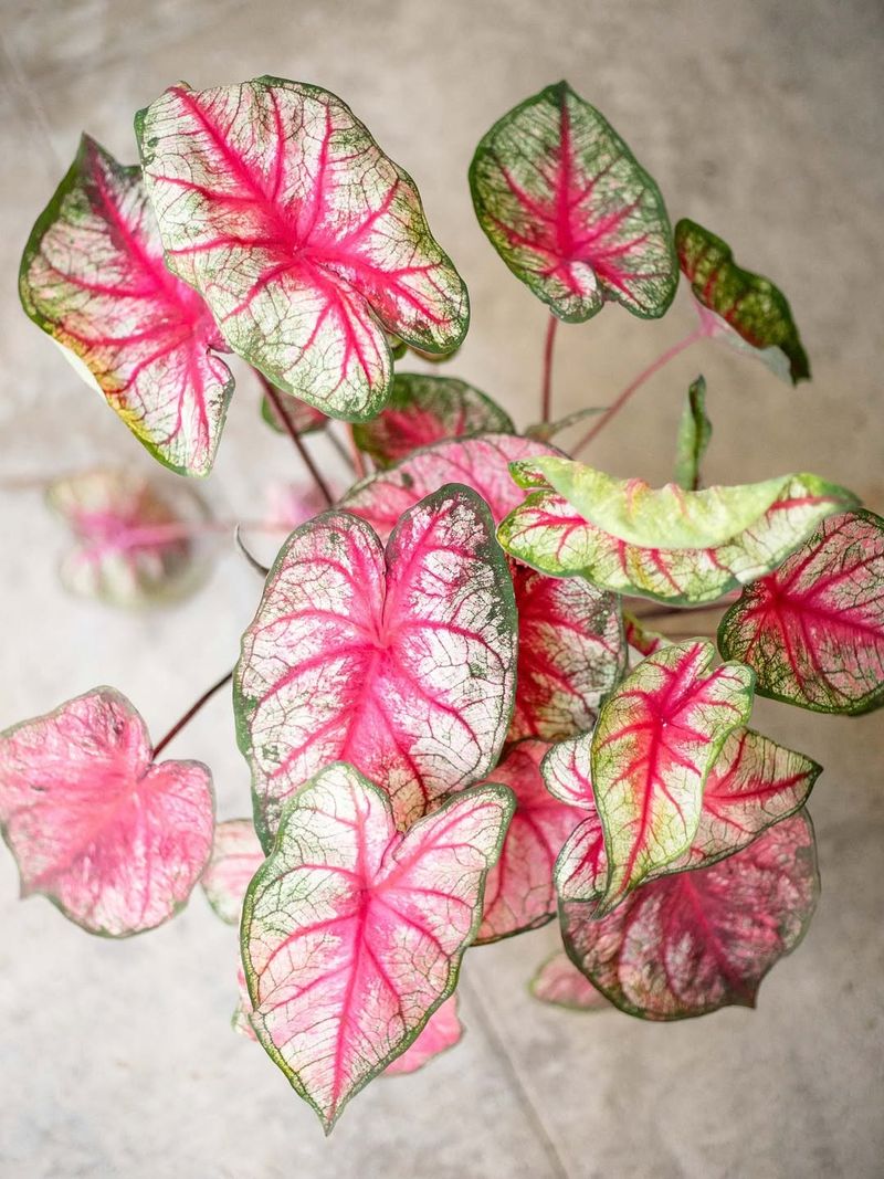 Caladium