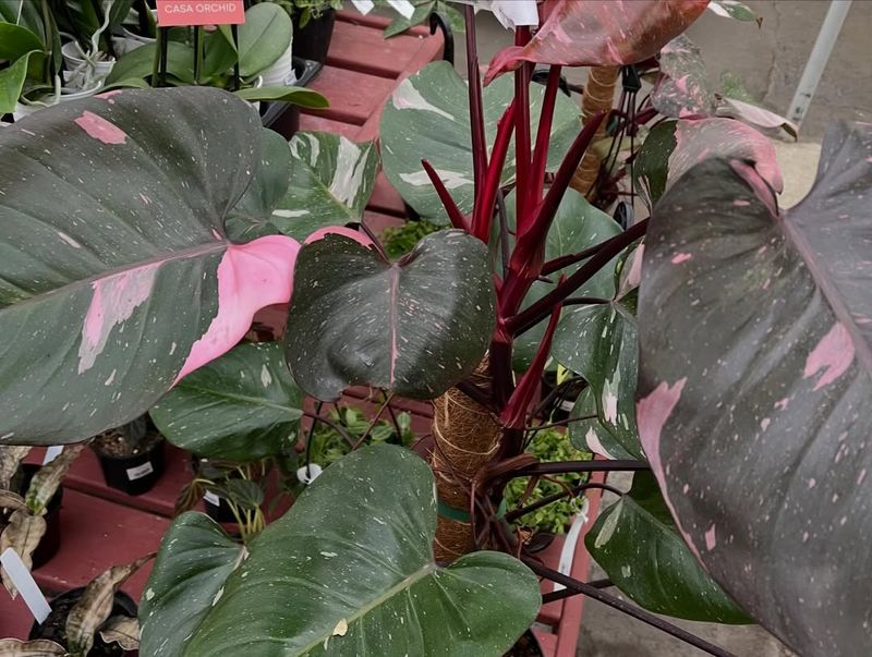 Pink Princess Philodendron