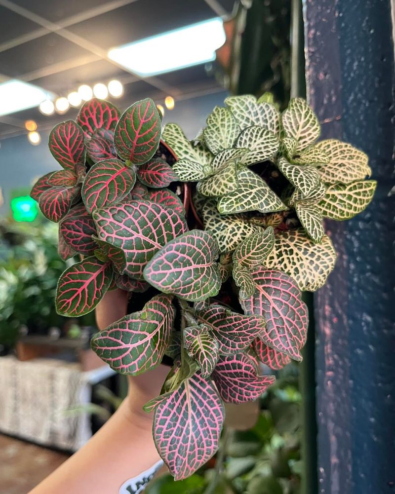 Fittonia Pink Vein