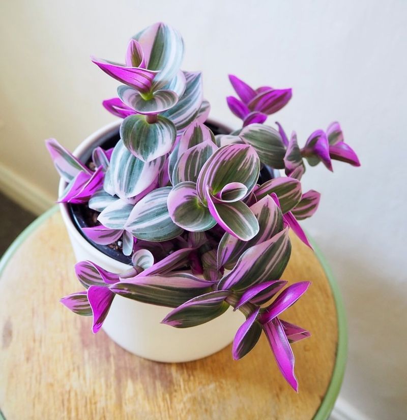 Tradescantia 'Nanouk'