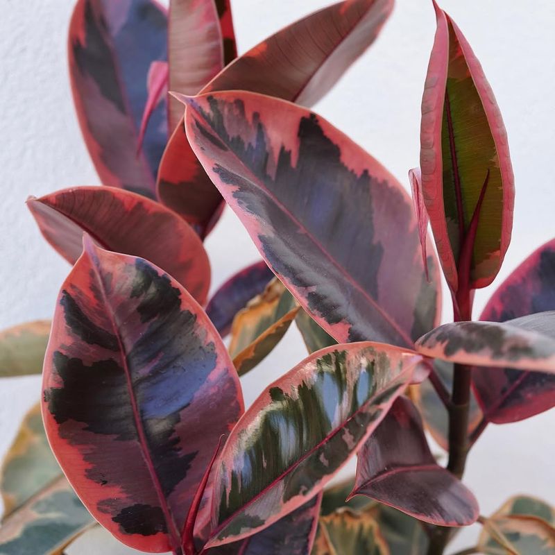 Pink Rubber Plant