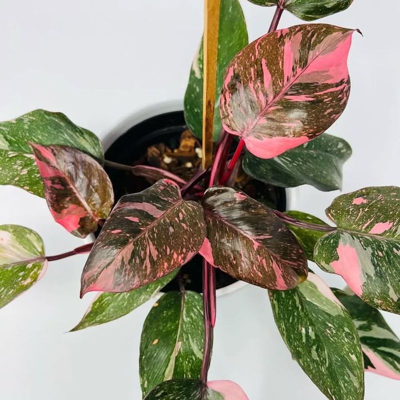 Pink Pothos