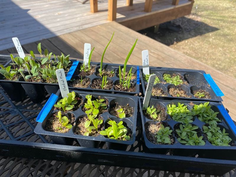 Ventilate Containers Gradually As Spring Temperatures Warm In Virginia