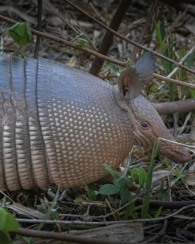 Using Solar-Powered Ultrasonic Repellent Devices