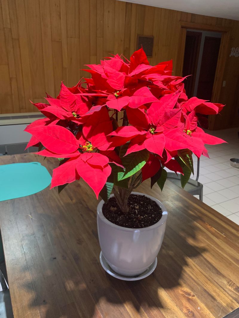 Ignoring Proper Light Requirements