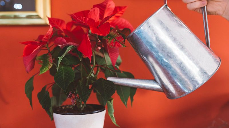 Overwatering Or Underwatering The Plant