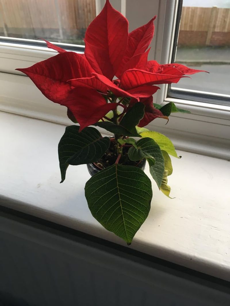 Neglecting To Check For Pests